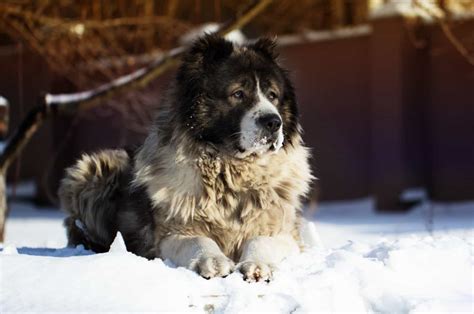 Caucasian Shepherd Price: The True Cost of This Beast .